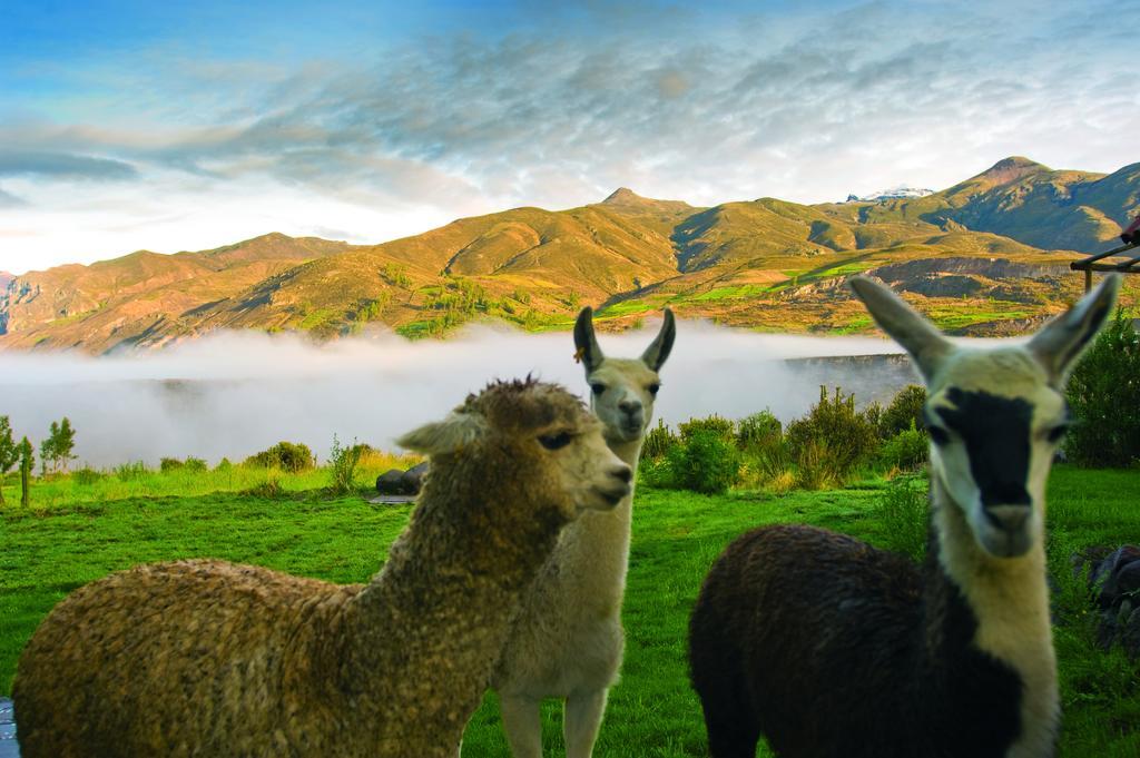 Las Casitas, A Belmond Hotel, Colca Canyon Yanque Kültér fotó
